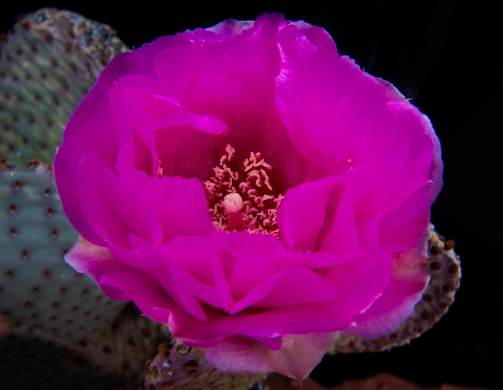 Opuntia basilaris 13-0216.jpg